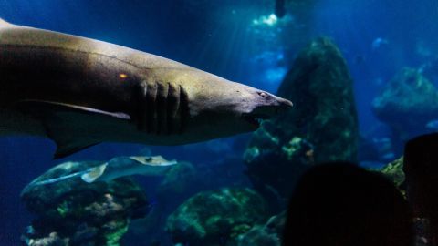 Encuentran un tiburón con una extraña apariencia y dudan sobre su origen