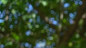 La concejal de Manhattan, Gale Brewer, lidera una investigación sobre la "información cruzada y confusa" en este caso