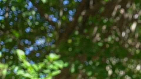 La concejal de Manhattan, Gale Brewer, lidera una investigación sobre la "información cruzada y confusa" en este caso