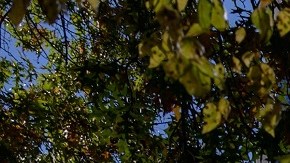 Central Park es uno de los lugares favoritos para vendedores ambulantes.