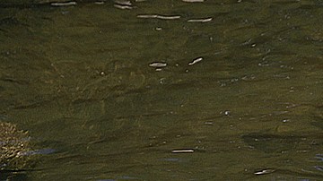 HONDURAS-ENVIRONMENTALISTS-THREATS