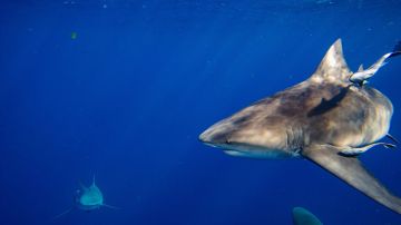 Un tiburón toro atacó y mató a la mujer de 58 años en Bahamas.