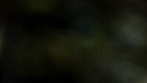 "Chichi", una chimpancé de un zoológico del noreste de Ucrania.