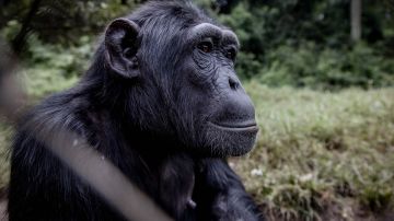 "Chichi", una chimpancé de un zoológico del noreste de Ucrania.