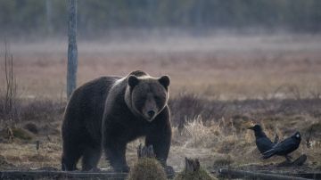 El oso pardo atacó a un niño de 9 años en Alaska.