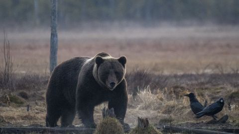 El oso pardo atacó a un niño de 9 años en Alaska.