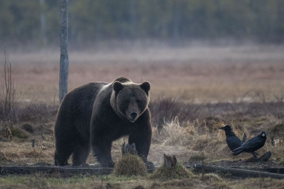 El oso pardo atacó a un niño de 9 años en Alaska.