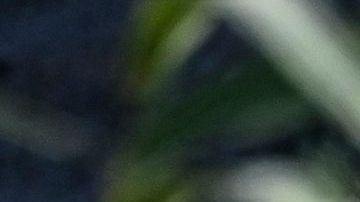 Rio Grande Rio Bravo Migrantes venezolanos Frontera