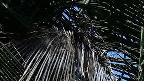 Viruela del mono CDC