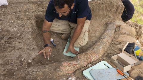 Un arqueólogo descubriendo el enorme colmillo.