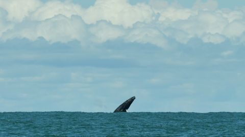 La ballena golpeó al bote provocando que volcara.