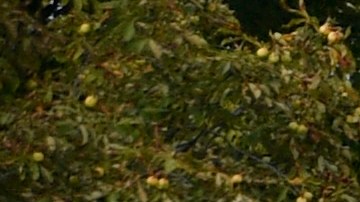 El lunes, líderes y mandatarios de todo el mundo se reunieron en Londres para el funeral de la Reina.