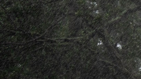 1.8 millones de hogares y negocios de Florida se quedaron sin electricidad.
