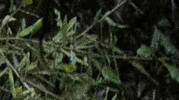 Huracán Ian en Orlando Florida