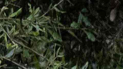 Huracán Ian en Orlando Florida