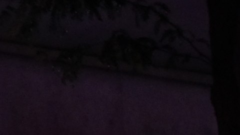 Nueva York Bronx Brooklyn Tiroteo