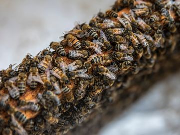 Abejas