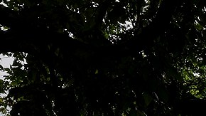 La Corte Suprema tomó dos decisiones recientes que afectan a miles de inmigrantes.