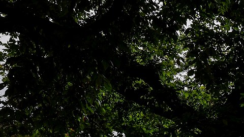 La Corte Suprema tomó dos decisiones recientes que afectan a miles de inmigrantes.