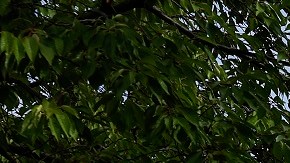 La Corte Suprema complicó ciertos procesos en tribunales federales para decenas de inmigrantes.