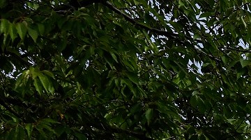 La Corte Suprema complicó ciertos procesos en tribunales federales para decenas de inmigrantes.