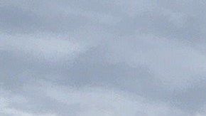 De las 230 ballenas piloto encontradas en la playa, sólo sobrevivieron 35.