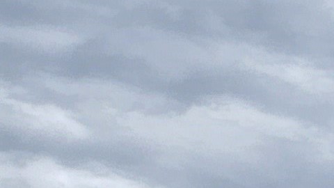 De las 230 ballenas piloto encontradas en la playa, sólo sobrevivieron 35.