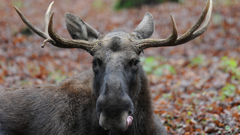 El alce atacó al cazador en el Parque Nacional Rocky Mountain.