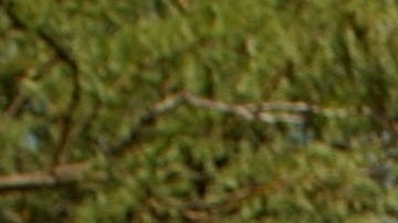 Coyote contrabando de inmigrantes