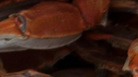 Los caparazones de los cangrejos son una fuente abundante de quitosano.