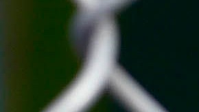 La Sociedad Protectora de Animales ayudó con los esfuerzos para recuperar a los perros.