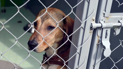 La Sociedad Protectora de Animales ayudó con los esfuerzos para recuperar a los perros.