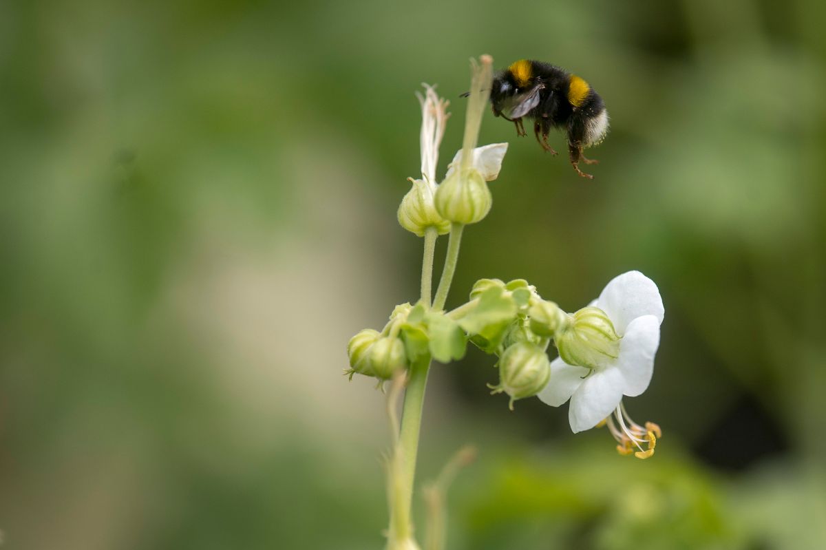 Un raro protocolo dicta que a las abejas reales también se les debe avisar sobre la muerte de la reina o el rey.