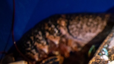 Langosta azul