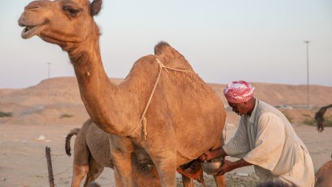 Ordeña de camella