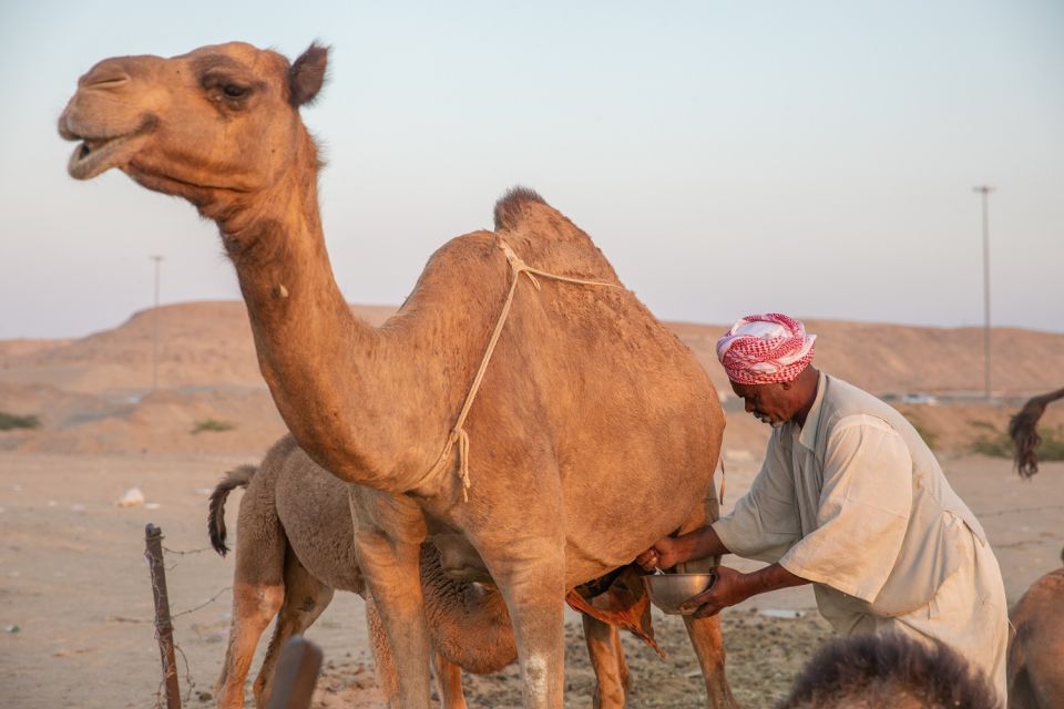 Why is camel milk so much more expensive than cow’s milk?
