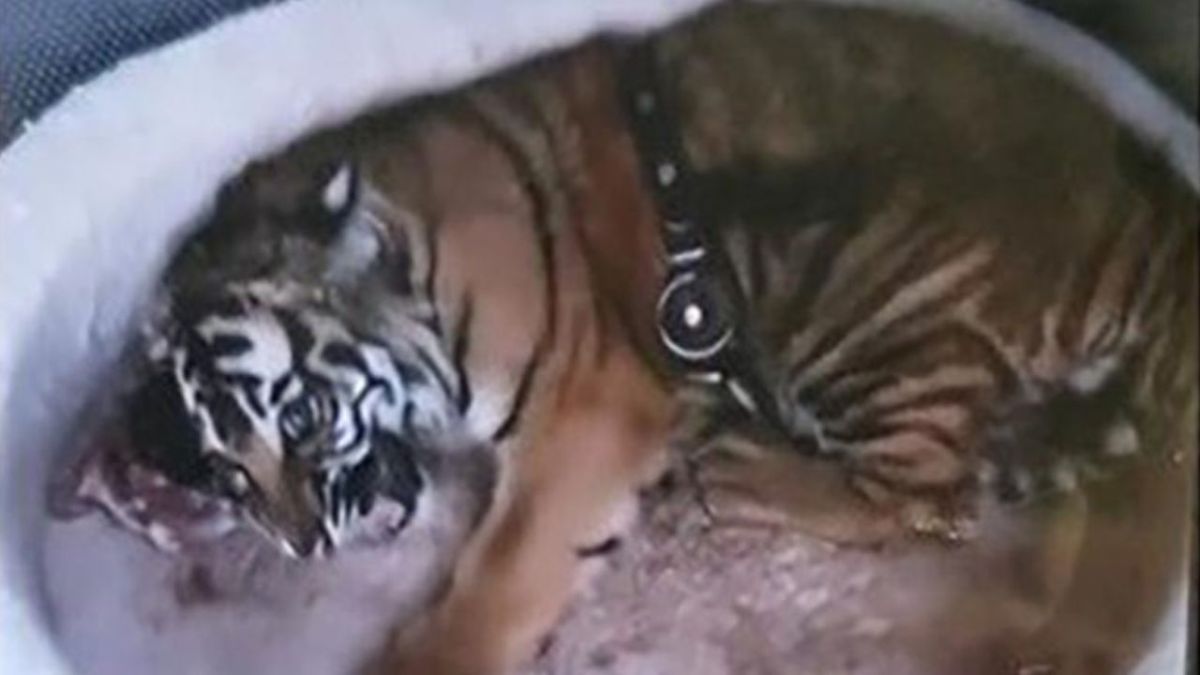 Este es el tigre que buscan funcionarios de conservación del Departamento de Caza y Pesca de Nuevo México.