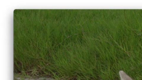 La loba ártica llamada Maya nació en Beijing el 10 de junio.