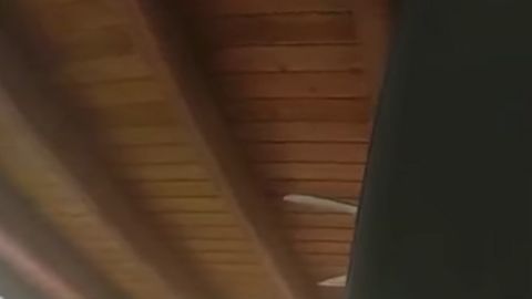 El oso se asustó por la presencia de los oficiales.