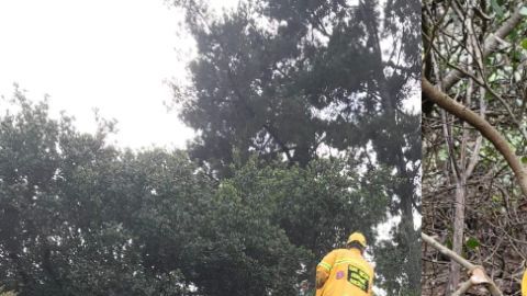 Este es el momento en el que el cuerpo de rescate salvó a "Hobo".