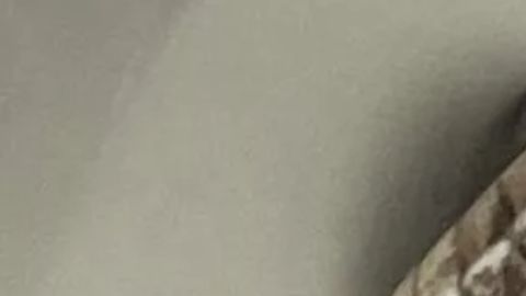 Imagen de la serpiente rata gris escondida dentro del inodoro.