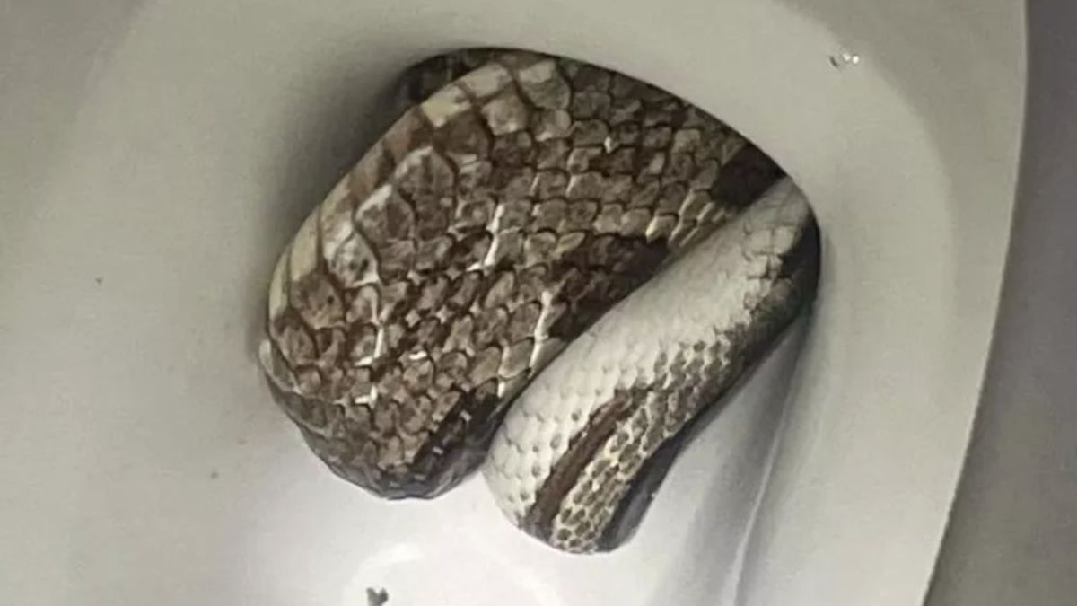 Imagen de la serpiente rata gris escondida dentro del inodoro.