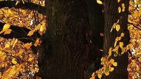 Otoño 2022: cuándo empieza la nueva estación en Estados Unidos y México