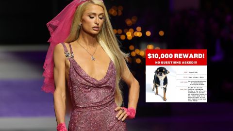 Paris Hilton ofrece $10,000 por el regreso seguro de su chihuahua Diamond Baby.