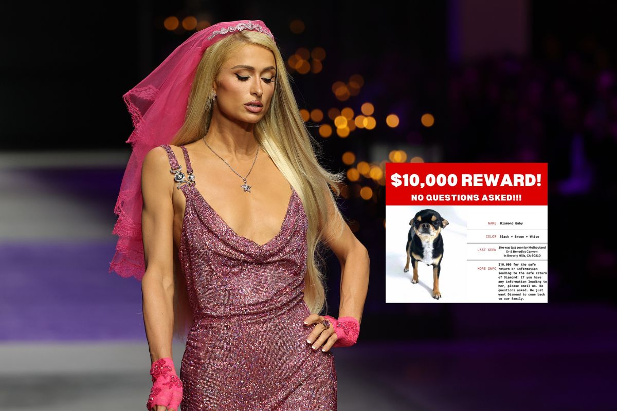 Paris Hilton ofrece $10,000 por el regreso seguro de su chihuahua Diamond Baby.