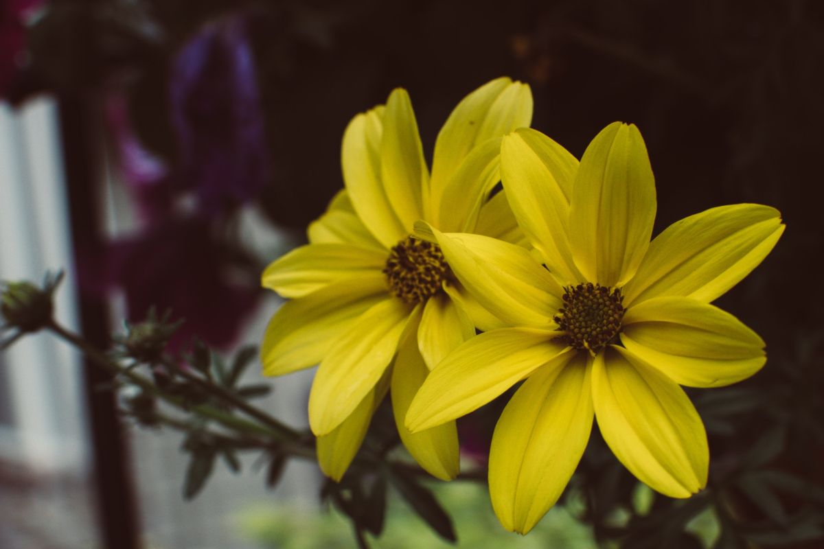 Muchos usuarios de TikTok están presumiendo sus arreglos de flores amarillas.