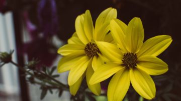 ¿Qué significa recibir flores amarillas el 21 de septiembre? Te explicamos la tendencia viral de TikTok