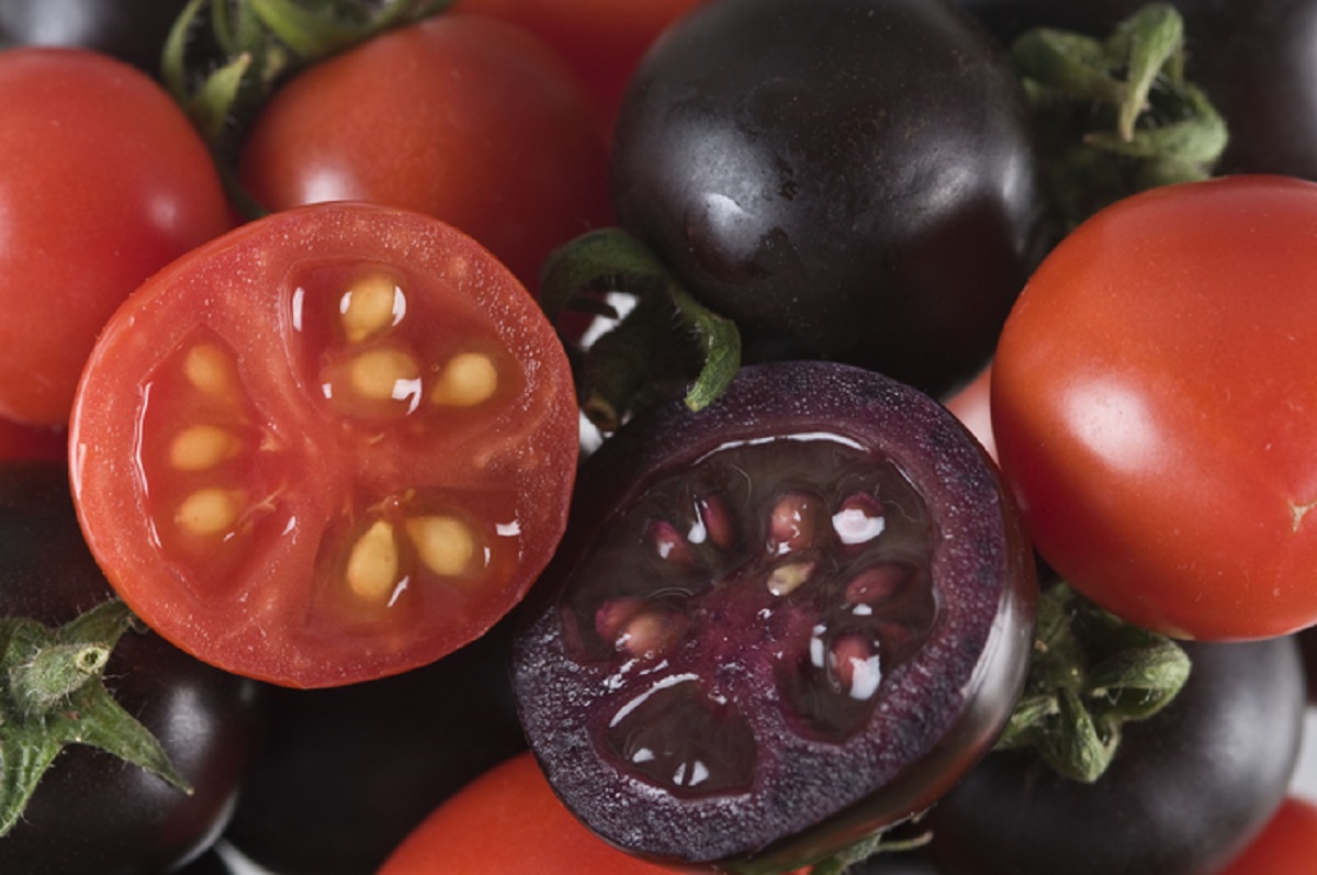 Purple Tomatoes Are USDA Approved and You Might See It In Stores Soon