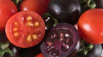 Tomates morados modificados genéticamente