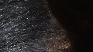 El oso se paseó bajo la lluvia en un estacionamiento de Monterrey.